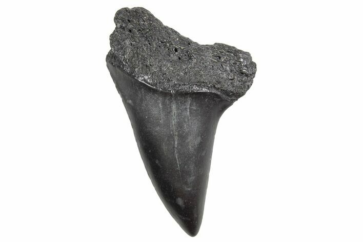 Fossil Broad-Toothed Mako Tooth - South Carolina #360845
